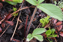 Fragaria virginiana platypetala