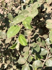 Ziziphus mauritiana
