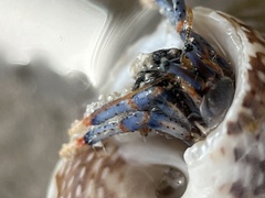 Clibanarius tricolor