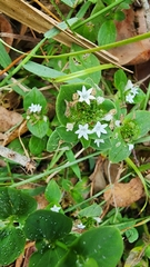 Richardia brasiliensis