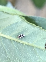 Coniopterygidae