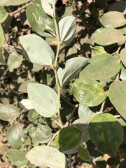 Ziziphus mauritiana