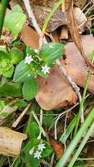 Richardia brasiliensis