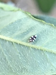 Coniopterygidae