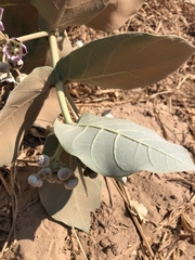 Calotropis procera image