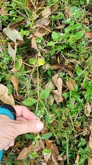 Richardia brasiliensis