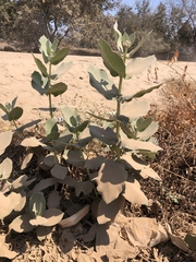 Calotropis procera