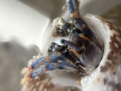 Clibanarius tricolor