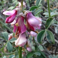 Indigofera meyeriana