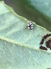 Coniopterygidae