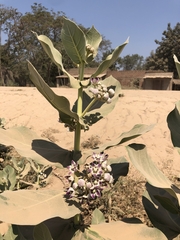 Calotropis procera image