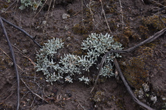 Antennaria dimorpha