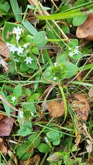 Richardia brasiliensis