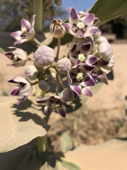 Calotropis procera image