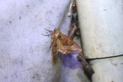 Phlogophora periculosa