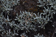 Antennaria dimorpha