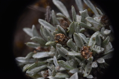 Antennaria dimorpha