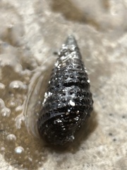 Cerithium lutosum