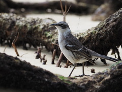 Mimus parvulus