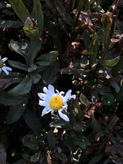 Leucanthemum