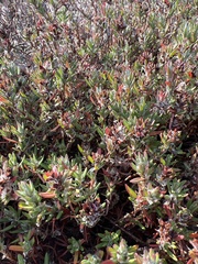 Polygonum paronychia