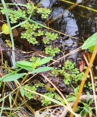 Salvinia minima