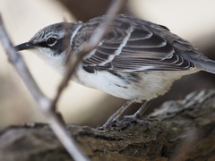 Mimus parvulus