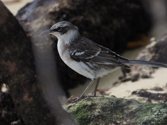 Mimus parvulus