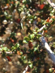 Ceanothus foliosus foliosus