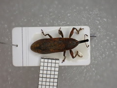 Lixus linearis
