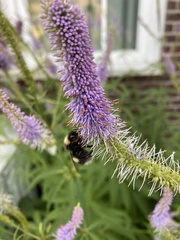 Veronicastrum