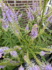 Veronicastrum