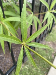 Veronicastrum