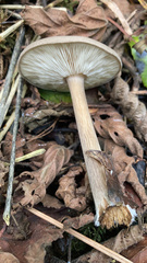 Melanoleuca polioleuca