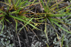 Carex rossii
