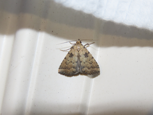 Common Arugisa Moth photo 4