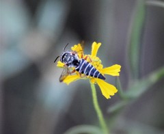 Synocoelioxys