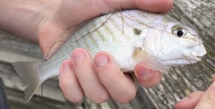 Leiostomus xanthurus