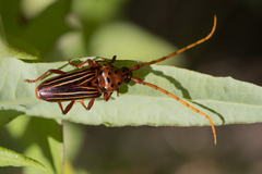 Chydarteres striatus