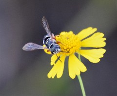 Synocoelioxys