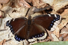 Nymphalis