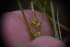 Carex rossii
