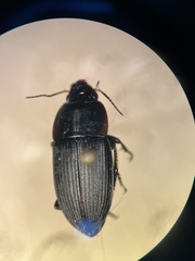 Anisodactylus rusticus