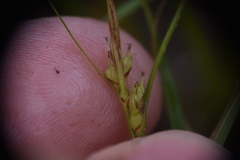 Carex rossii