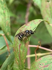Lasioglossum fuscipenne