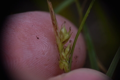 Carex rossii