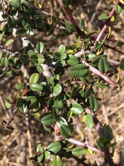 Rhamnaceae