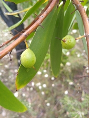 Persoonia levis