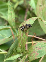 Lasioglossum fuscipenne