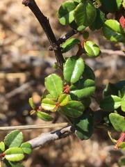 Rhamnaceae